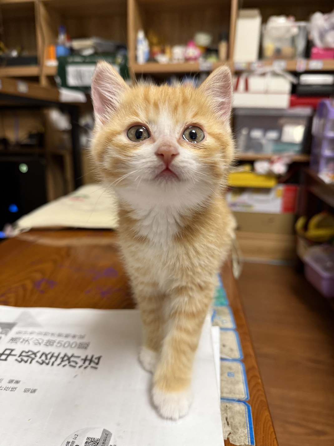 CAT